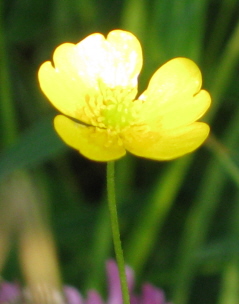 gallery_4383_3837_35936.jpg
