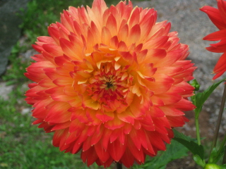 gallery_4383_3837_36100.jpg