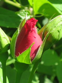 gallery_4383_3837_46236.jpg