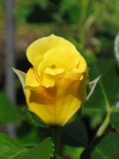 gallery_4383_3837_7716.jpg