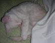 tn_gallery_352_1285_17465.jpg