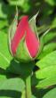 tn_gallery_4383_3837_20975.jpg