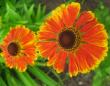 tn_gallery_4383_3837_27459.jpg