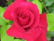 tn_gallery_4383_3837_38487.jpg