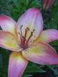 tn_gallery_4383_3837_42216.jpg