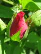 tn_gallery_4383_3837_46236.jpg