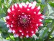 tn_gallery_4383_3837_65427.jpg