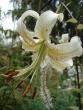 tn_gallery_72_1784_18353.jpg