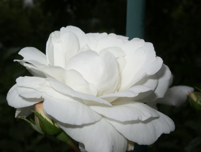 gallery_25023_3848_28481.jpg