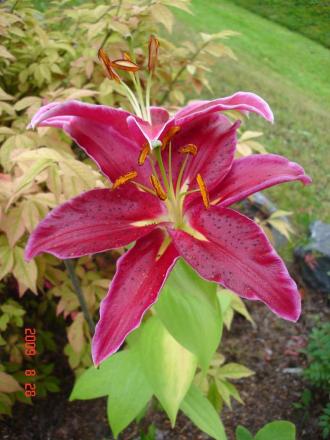 gallery_72_1784_15757.jpg