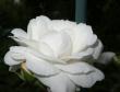 tn_gallery_25023_3848_28481.jpg