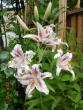 tn_gallery_72_1784_78994.jpg