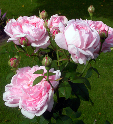 gallery_276_1247_46449.jpg