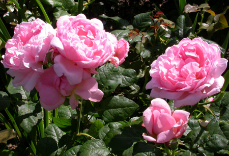gallery_276_1247_62697.jpg