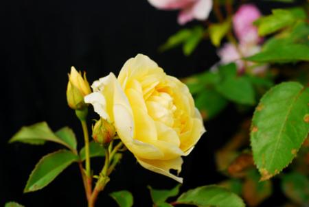 gallery_14666_3835_51017.jpg
