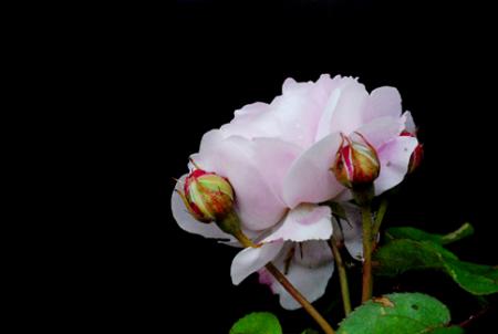 gallery_14666_3835_52443.jpg