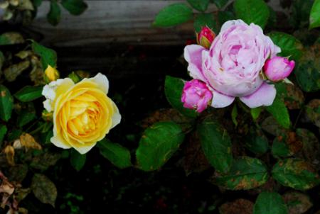 gallery_14666_3835_71000.jpg