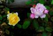 tn_gallery_14666_3835_71000.jpg