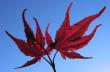 tn_gallery_25838_3854_20520.jpg