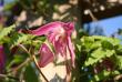 tn_gallery_25838_3854_83676.jpg