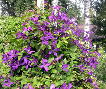 gallery_276_1322_105527.jpg