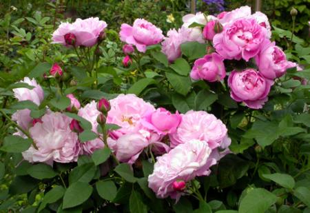 gallery_276_1247_63269.jpg