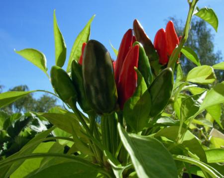 gallery_5306_206_202639.jpg