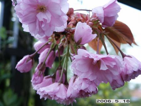 gallery_5956_3859_2622.jpg