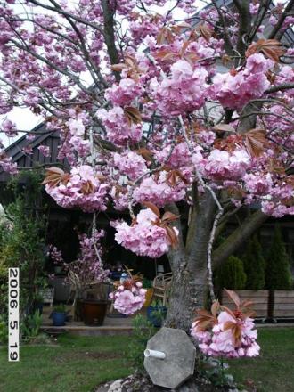 gallery_5956_3859_39712.jpg
