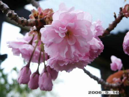 gallery_5956_3859_52259.jpg