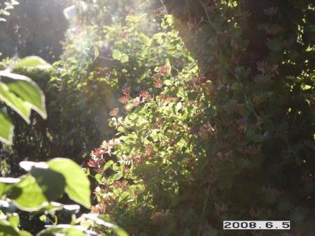 gallery_5956_3859_72335.jpg