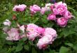 tn_gallery_276_1247_63269.jpg
