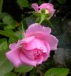 tn_gallery_276_1271_9055.jpg
