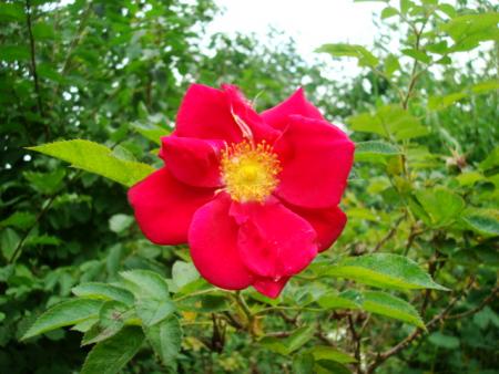 gallery_12789_2988_32967.jpg