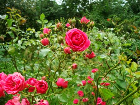 gallery_12789_2988_91531.jpg