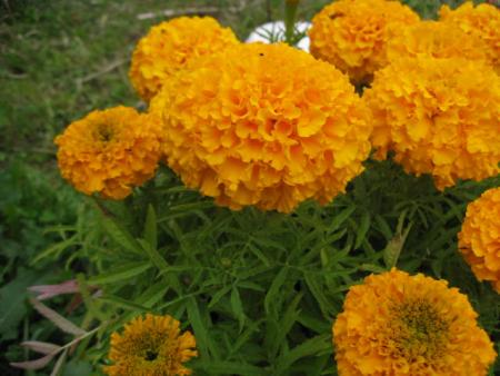 gallery_23204_3784_12887.jpg