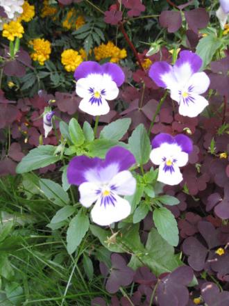 gallery_23204_3784_67555.jpg