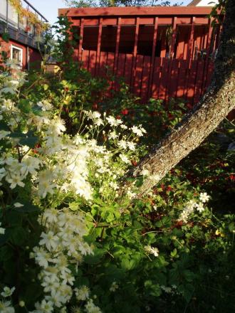 gallery_25900_3864_265398.jpg