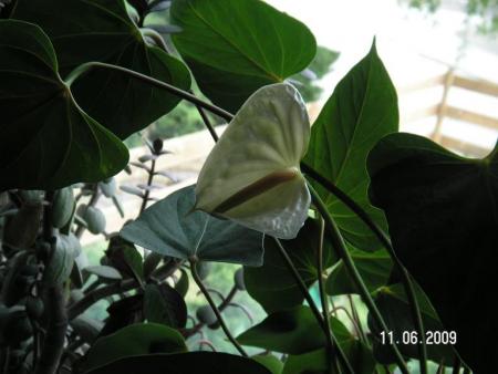 gallery_4958_3866_18750.jpg