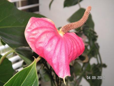 gallery_4958_3866_22754.jpg