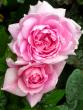 tn_gallery_276_1271_41792.jpg