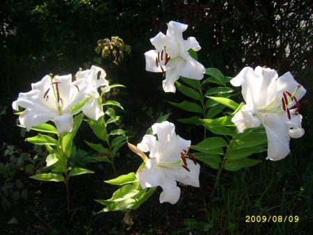 gallery_12414_3874_15903.jpg