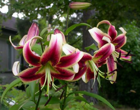 gallery_276_1323_81071.jpg