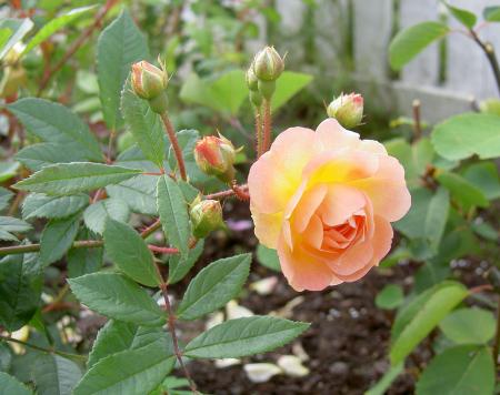 gallery_8514_3876_105630.jpg