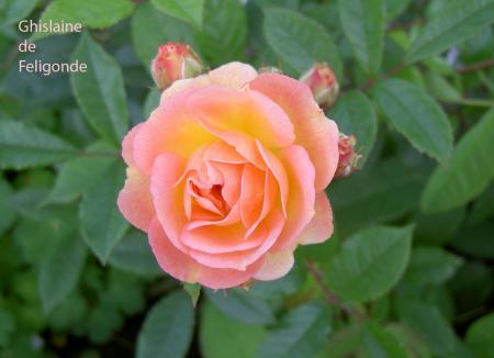 gallery_8514_3876_235736.jpg