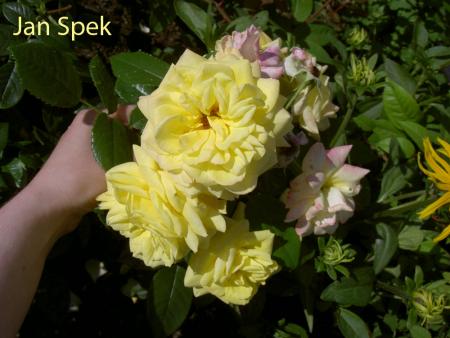 gallery_8514_3876_45914.jpg