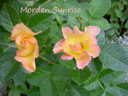 gallery_8514_3876_48803.jpg