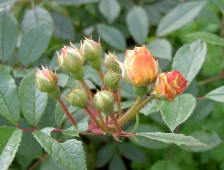 gallery_8514_3876_78504.jpg