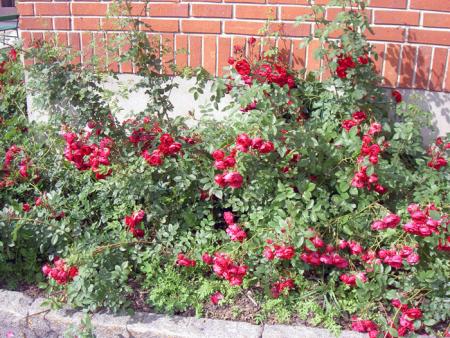 gallery_8514_3877_166780.jpg