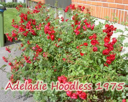 gallery_8514_3877_22665.jpg